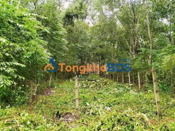 Lô đất 2 mặt tiền Đào Thị Thơm Củ Chi 240m² tiềm năng tăng giá