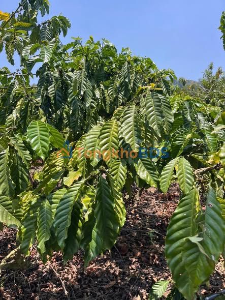 Đất vườn Liên Hà Lâm Hà 1584m² giá 1 tỷ - Đường to ô tô