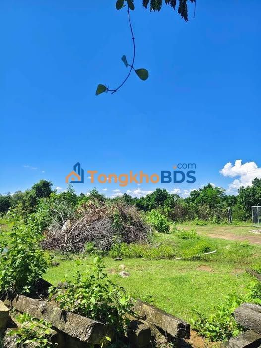 Đất trồng cây Hàm Trí Bình Thuận 1944m² - Đường to ô tô