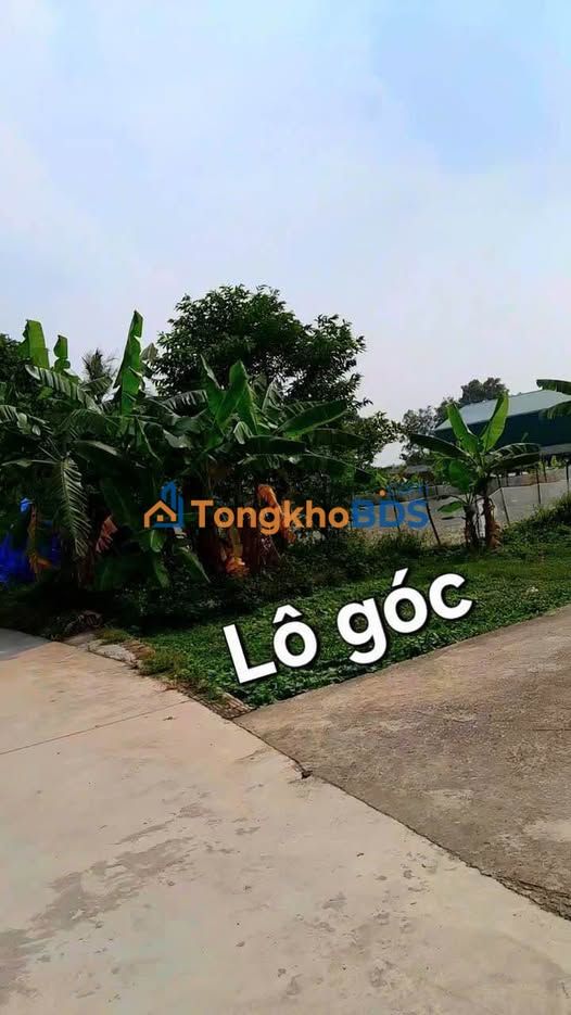 Đất nền Tân Ước Thanh Oai 54,2m² - Đường ô tô