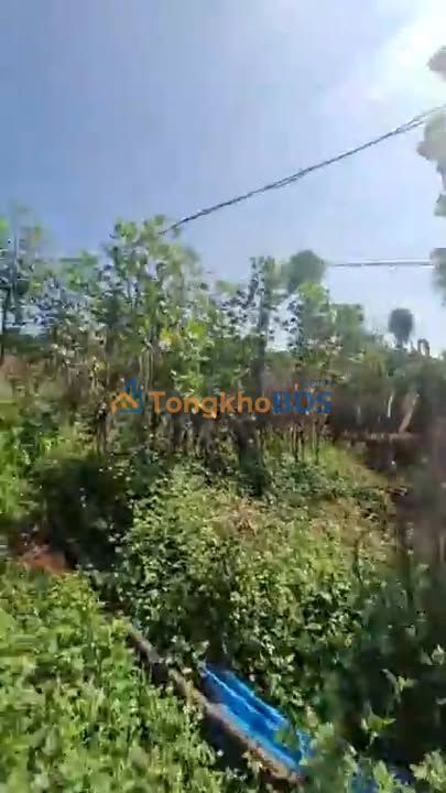 Đất vườn Liên Hà 7685m² - Nghỉ dưỡng lý tưởng