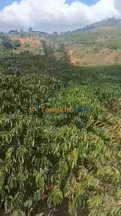 Đất farm Tân Thanh Lâm Hà 1,3ha - Sinh thái xanh, đầu tư dài hạn