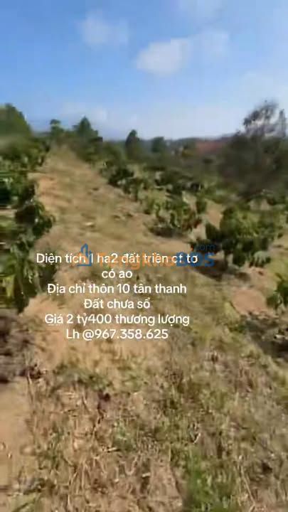 Đất vườn Tân Thanh Lâm Hà 1ha giá 2.4 tỷ - Sinh thái xanh