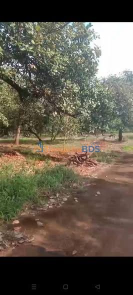 Đất vườn điều Tân Hưng 5.7ha giá 7.41 tỷ - Đầu tư dài hạn