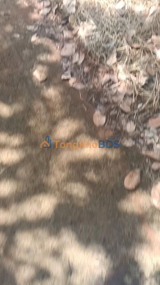 Đất vườn điều Tân Hưng 2ha mặt tiền đường - Đầu tư dài hạn