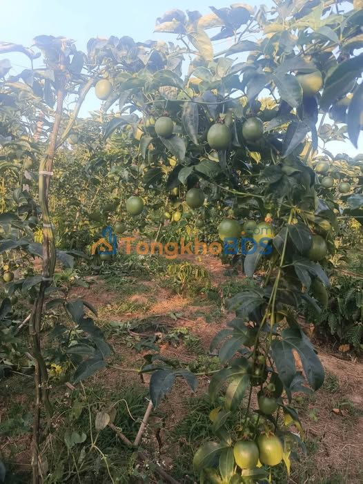 Đất vườn Tân Thanh 1872m² - Sinh thái xanh