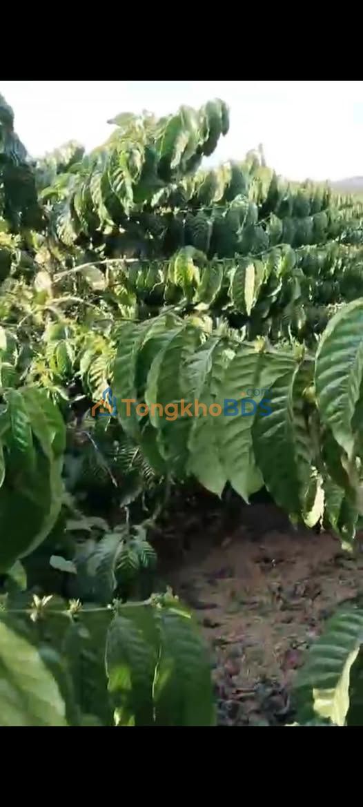 Đất vườn Liên Hà Lâm Hà 2880m² giá 4.3 tỷ - Sinh thái xanh