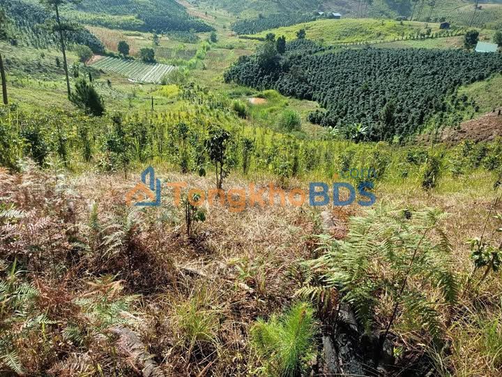 Đất vườn Đạ Nhim 3420m² giá 3.8 tỷ - Nghỉ dưỡng lý tưởng