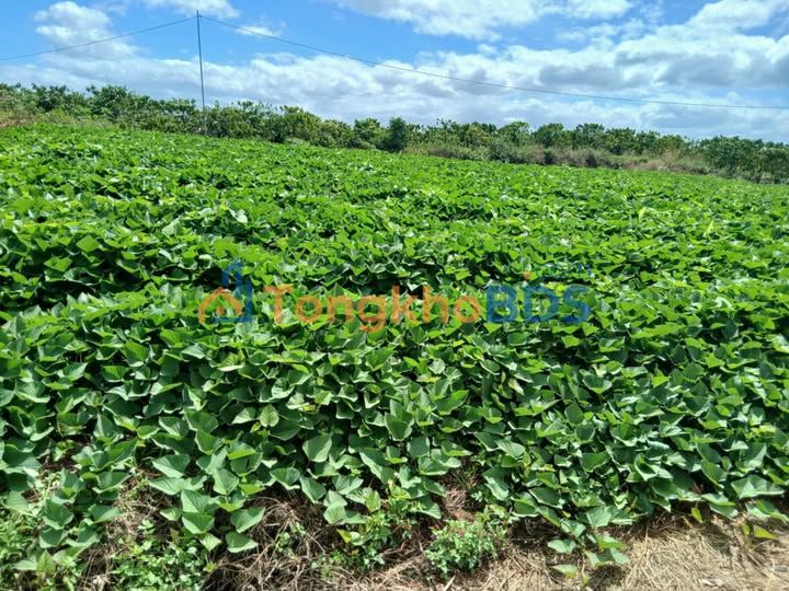 Đất nền Liên Hà Lâm Hà 360m² giá 700 triệu - Đường to ô tô