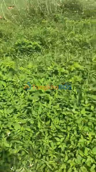 Đất nền Hàm Cường 165m² giá 380 triệu - Pháp lý rõ ràng