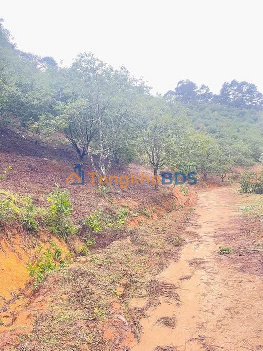 Đất vườn D’Ran Đơn Dương 1052m² - Nghỉ dưỡng lý tưởng