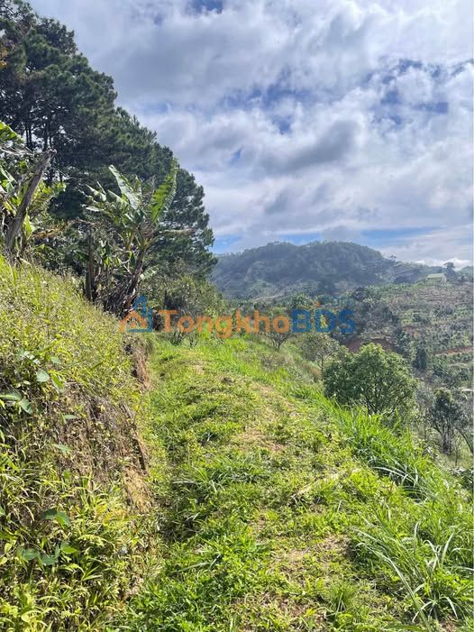 Đất vườn D'Ran Lâm Đồng 1000m² - Đường to ô tô