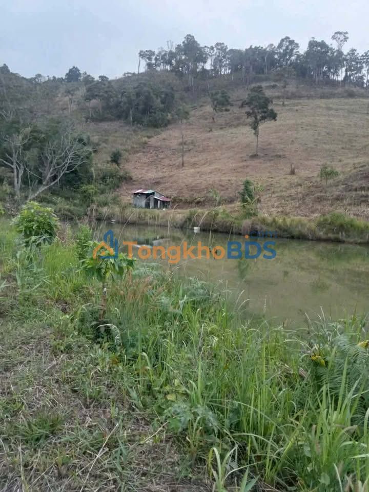 Đất vườn Phi Tô Lâm Hà 2ha - Đầu tư dài hạn, giá tốt