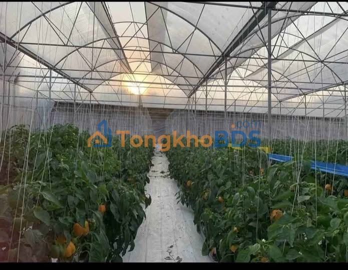 Đất vườn nhà kính Tu Tra 720m² - Đầu tư dài hạn giá tốt