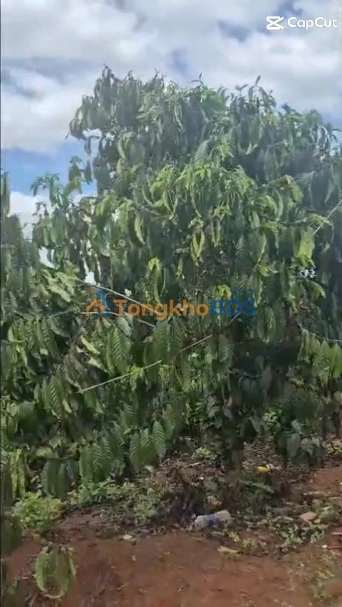 Đất vườn Tân Thanh Lâm Hà 3240m² 5.4 tỷ - Sinh thái xanh