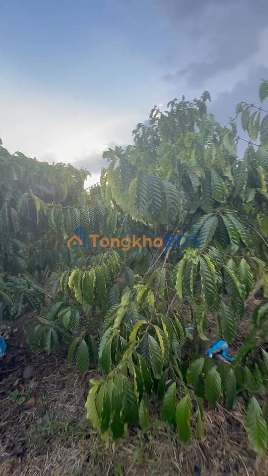 Đất vườn Tân Thanh Lâm Hà 1.5ha - Sinh thái xanh