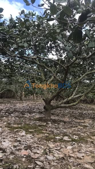 Đất vườn điều Cam An Bắc 1862m² giá 850 triệu - Giá đầu tư tốt