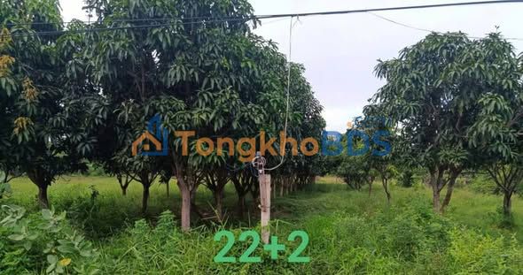 Đất vườn Cam Thành Bắc 2.867m² 999 triệu - Sinh thái xanh