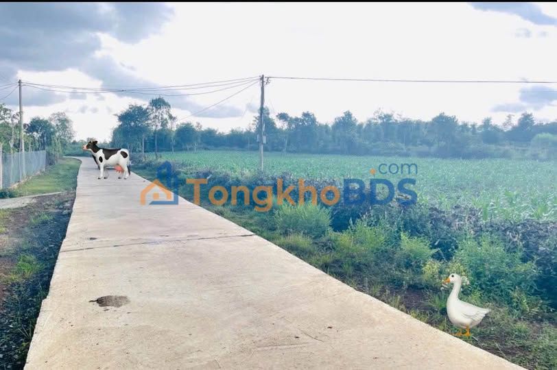 Đất vườn Ea Nuôl Buôn Đôn 1080m² - Nghỉ dưỡng lý tưởng