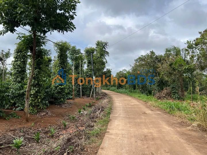 Đất vườn Ea Kao 6510m² giá 2.8 tỷ - Đầu tư dài hạn