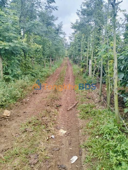 Đất vườn Ea Tiêu 1512m² - Sinh thái xanh giá tốt