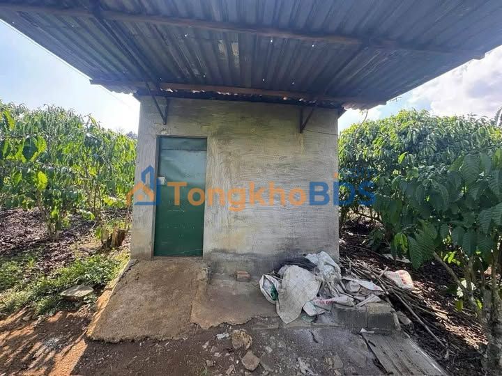 Đất vườn cà phê Lộc Thanh 2160m² - Sinh thái xanh