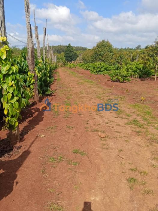 Đất vườn Quảng Phú 1800m² giá 3 tỷ - Sinh thái xanh