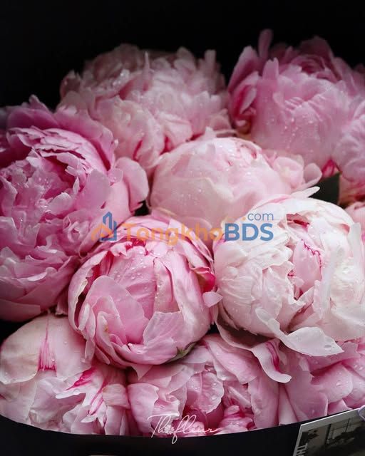 Căn hộ Glory Heights Thủ Đức từ 7.5 triệu - Sẵn sàng vào ở ngay!