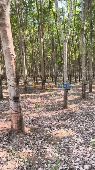 Đất vườn Thuận Phú 8ha giá 14.4 tỷ - Giá đầu tư tốt!