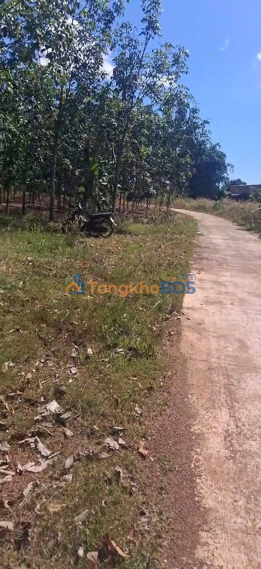 Đất vườn Tân Lợi Đồng Phú 2.3 ha giá 6 tỷ - Tiềm năng đầu tư lớn