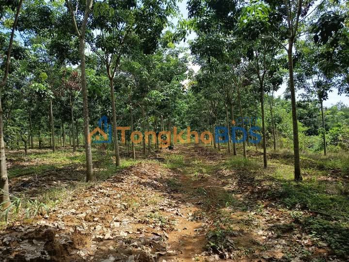 Đất vườn Đồng Phú 2.2ha giá 4.4 tỷ - Giá đầu tư tốt!