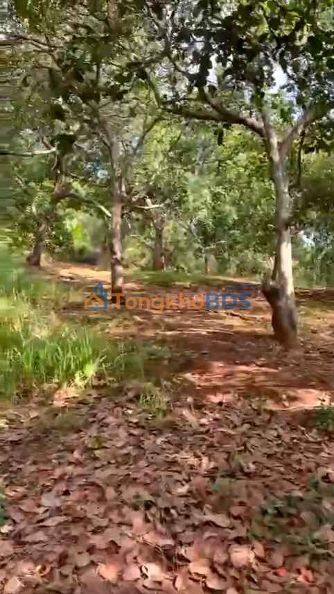 Đất vườn Tân Phước Bình Phước 3ha - Giá đầu tư tốt