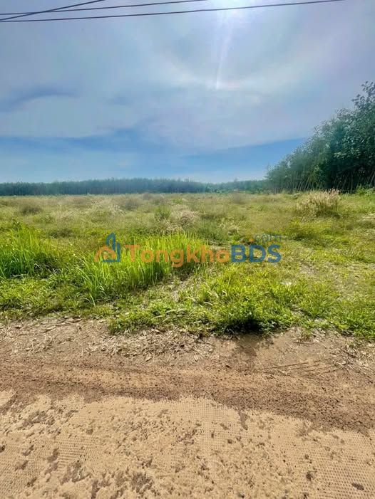 Đất nền Tân Phước Đồng Phú 205m² giá 2xx triệu - Đất thổ cư 100%!