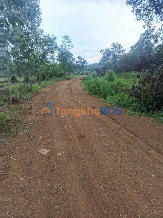 Đất vườn Tân Lợi Đồng Phú 1ha giá 1.4 tỷ - Giá đầu tư tốt!