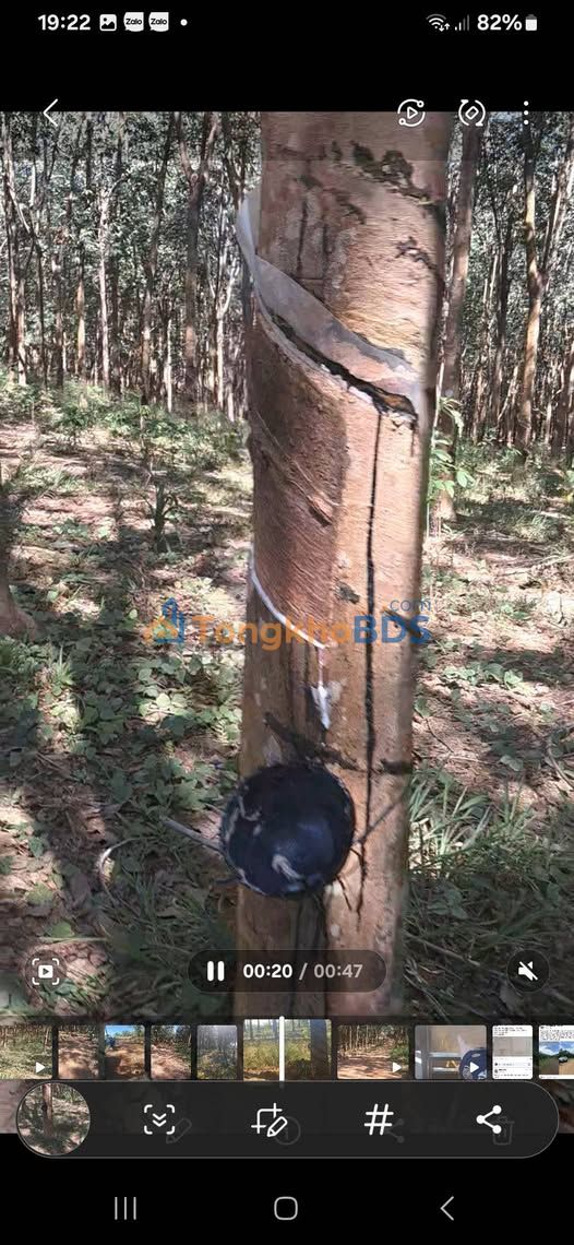 Đất vườn cao su Đồng Tâm 2.7ha giá 4.8 tỷ - Đầu tư dài hạn