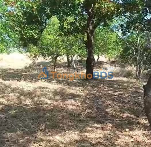 Đất vườn điều Tân Phước Đồng Phú 1.6ha giá 2.1 tỷ - Đầu tư dài hạn