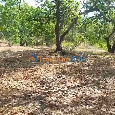 Đất vườn Tân Phước Bình Phước 1.6ha - Sinh thái xanh