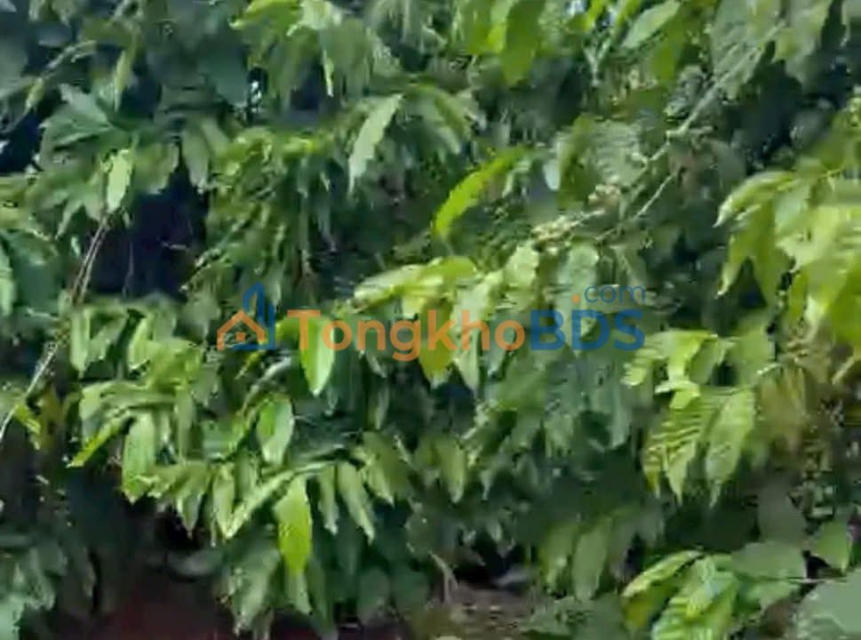 Đất vườn cà phê Phi Tô Lâm Hà 1ha giá tốt - Đầu tư dài hạn