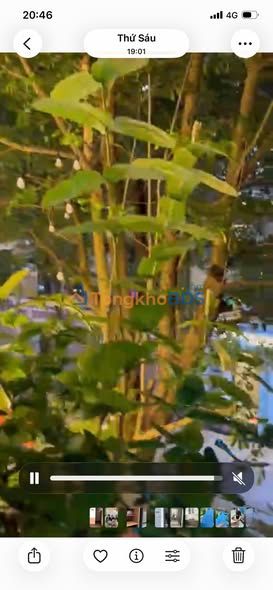 Shophouse Vincom Trần Huỳnh 73m² - Mặt tiền kinh doanh