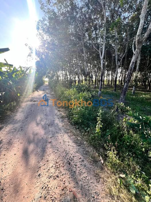 Đất vườn Long Hoa Tây Ninh 4200m² - Nghỉ dưỡng lý tưởng