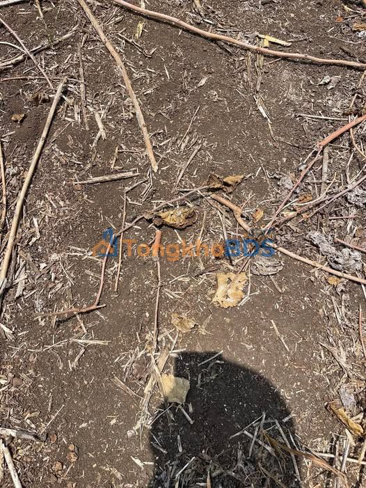 Đất vườn Ngọc Định 3ha cho thuê - Sinh thái xanh