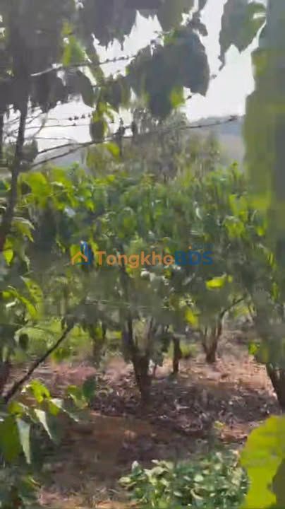 Đất vườn Lộc Bắc 1ha giá 3 tỷ - Sinh thái xanh lý tưởng