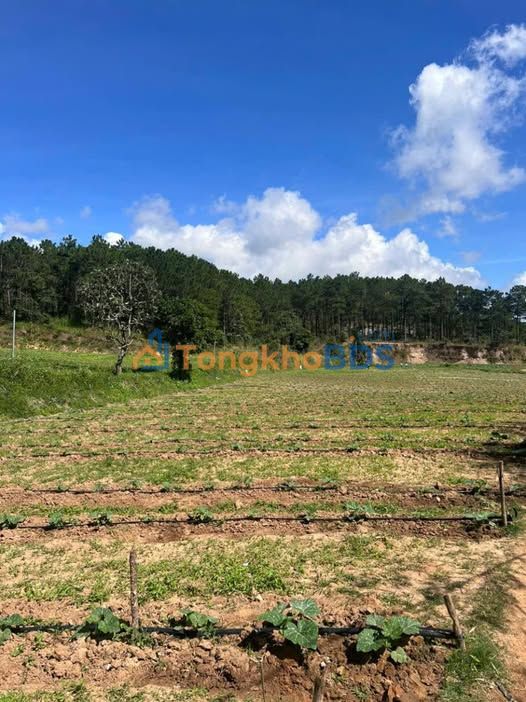 Đất vườn Tu Tra, Đơn Dương 3500m² giá 2 tỷ - Nghỉ dưỡng lý tưởng!