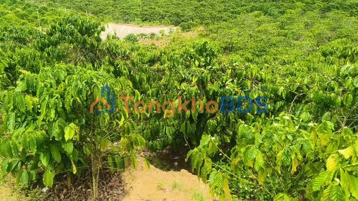 Đất vườn Phi Tô Lâm Hà 4.500m² - Sổ đỏ chính chủ giá tốt