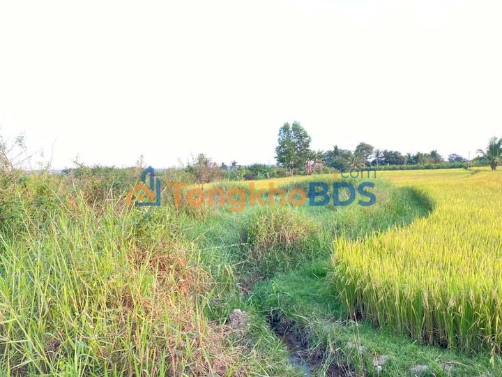 Đất vườn Hàm Đức, Hàm Thuận Bắc 864m² - Sổ đỏ chính chủ