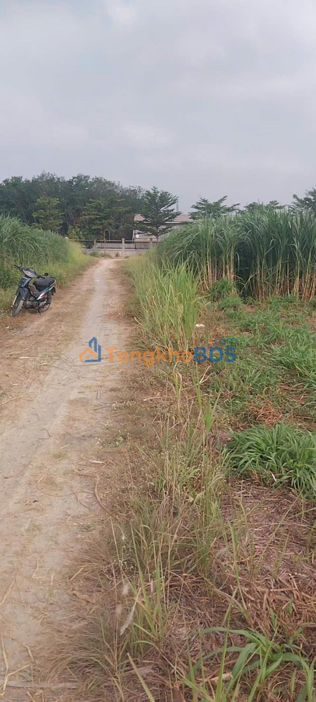 Đất vườn Hòa Phú Củ Chi 250m² - Sinh thái xanh