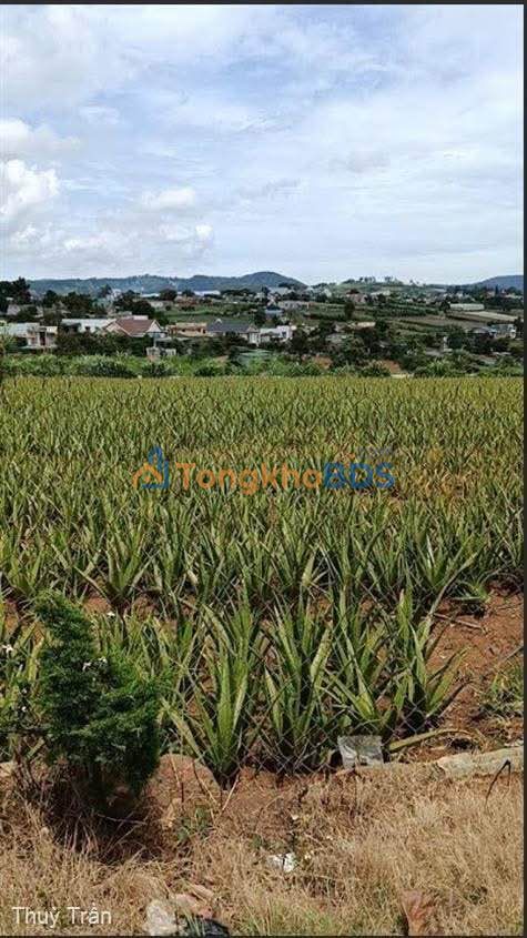 Đất vườn Quảng Lập 1215m² giá 900 triệu - Tiềm năng tăng giá