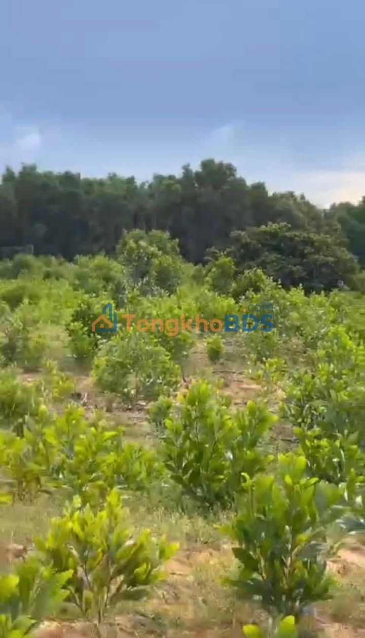 Đất vườn Bình Tân Bắc Bình 25.000m² 990 triệu - Sổ đỏ chính chủ