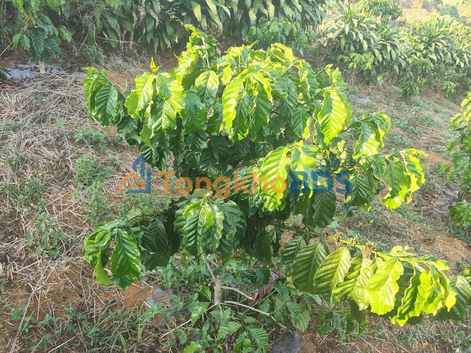 Đất vườn Lộc Bắc 1.872m² giá 1.1 tỷ - Sinh thái xanh, đầu tư dài hạn