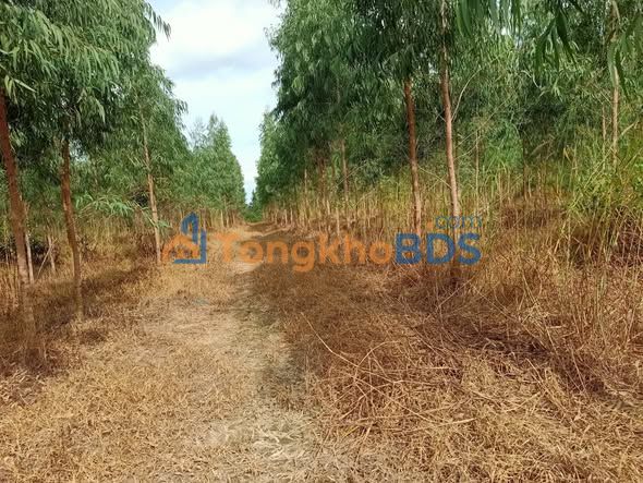 Đất vườn Tân Hà Lâm Hà 16ha - Nghỉ dưỡng lý tưởng, khí hậu mát